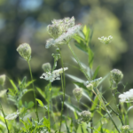 Green Sanctuary July 2025 News