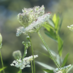 Green Sanctuary’s November Call to Action – Sustainable Gift Giving