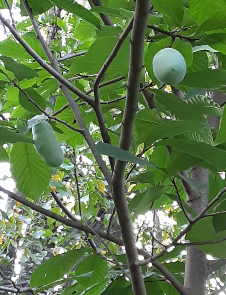 pawpaws