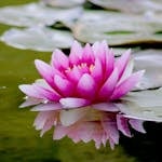 Pink Water Lily Flower on Water