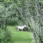 Land Ministry Outdoor Work Day