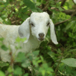 Goats in Our Woods: Targeted Goat Grazing